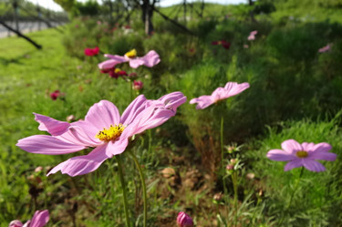 DSC04079_副本_.jpg